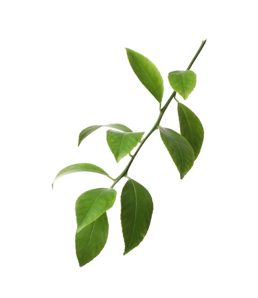 Zweig einer tropischen Zitruspflanze mit Blättern auf weißem Grund — Stockfoto