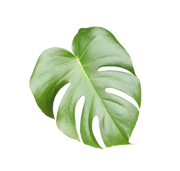 Folha de planta monstera tropical isolada sobre branco — Fotografia de Stock