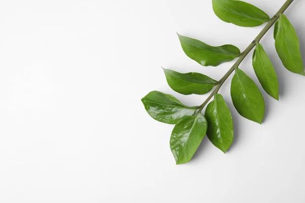 Zamioculcas tropicale ramo della pianta con foglie su sfondo bianco — Foto Stock