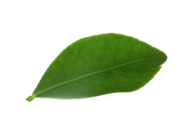 신선한 녹색 오렌지 잎 흰색 절연 — 스톡 사진