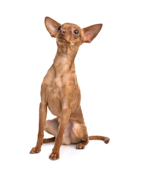 Lindo juguete terrier aislado en blanco. Perro doméstico —  Fotos de Stock