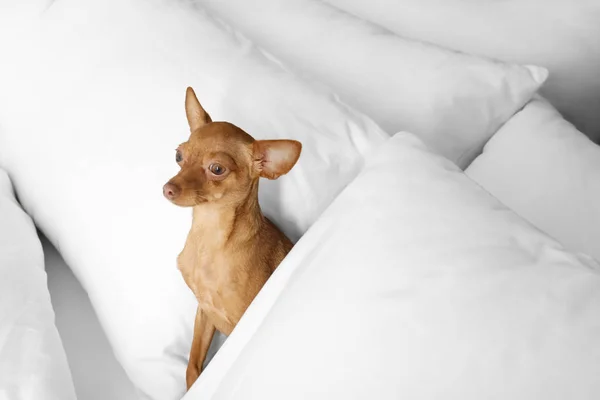 Niedlicher Toy Terrier auf dem Bett. Haushund — Stockfoto