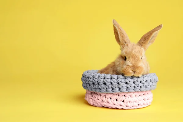 可爱的毛茸茸的复活节兔子在篮子上的颜色背景, 文本的空间 — 图库照片