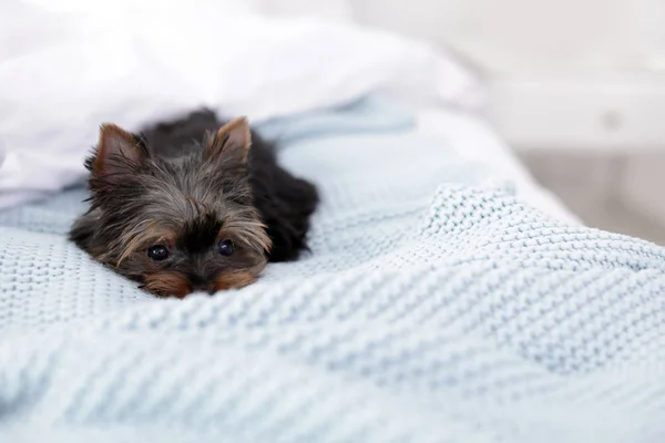 Lindo Yorkshire terrier cachorro en la cama, espacio para el texto. Perro feliz — Foto de Stock
