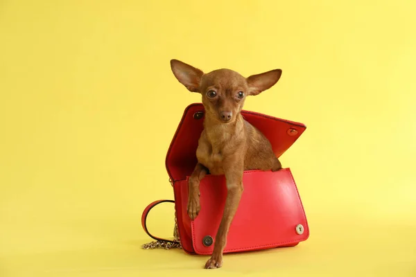 Terrier giocattolo carino in borsa femminile su sfondo a colori, spazio per il testo. Cane domestico — Foto Stock