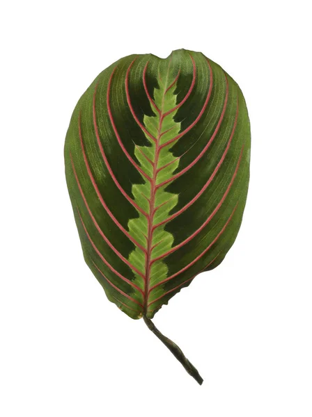 Hoja de planta de maranta tropical sobre fondo blanco — Foto de Stock