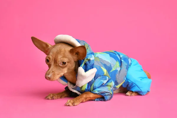 Lindo juguete terrier en ropa de abrigo sobre fondo de color. Perro doméstico —  Fotos de Stock