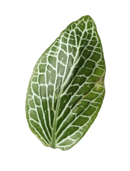 흰색 바탕에 열 대 fittonia 식물의 잎 — 스톡 사진