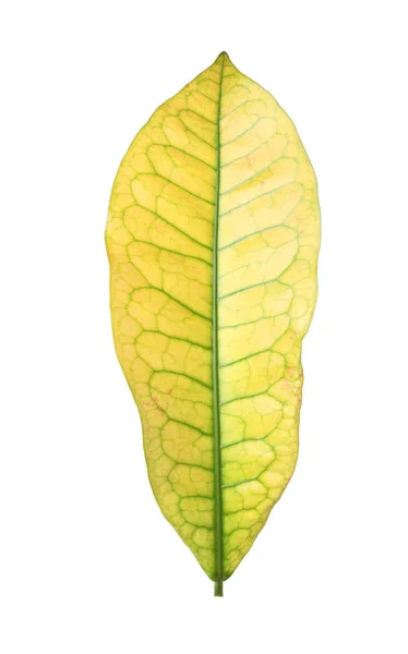 Hoja de codiaeum tropical sobre fondo blanco — Foto de Stock