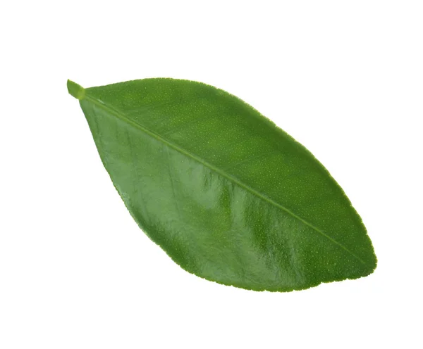 Свіжий зелений апельсиновий лист ізольований на білому — стокове фото