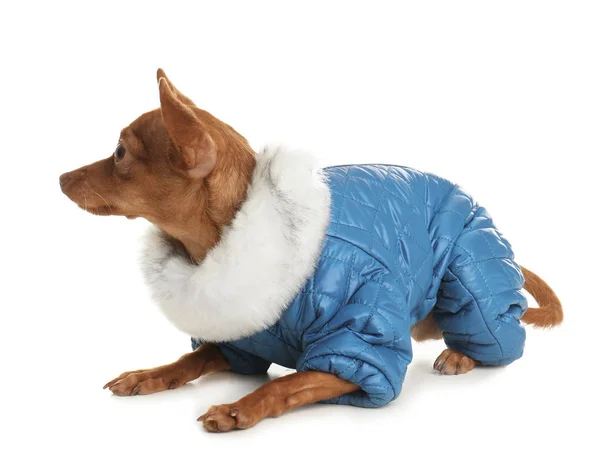 Roztomilý toy teriér v teplé oblečení, izolované na bílém. Domácí pes — Stock fotografie