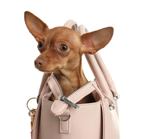 Terrier jouet mignon dans un sac à main féminin isolé sur blanc. Chien domestique — Photo