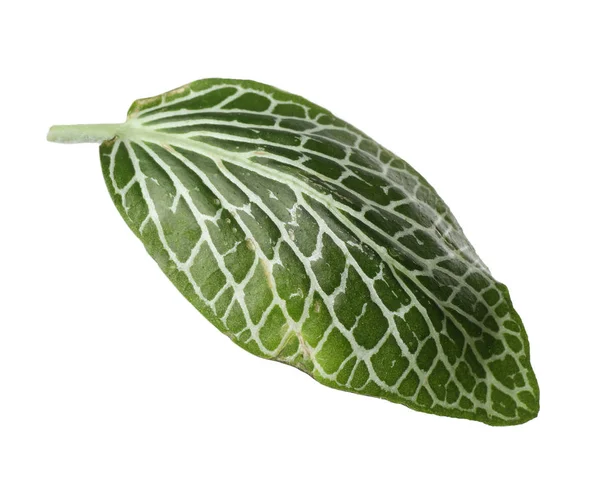 Beyaz arka plan üzerinde tropikal fittonia bitkisinin yaprak — Stok fotoğraf
