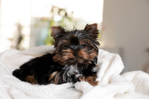 Lindo Yorkshire terrier cachorro en la cama. Perro feliz —  Fotos de Stock