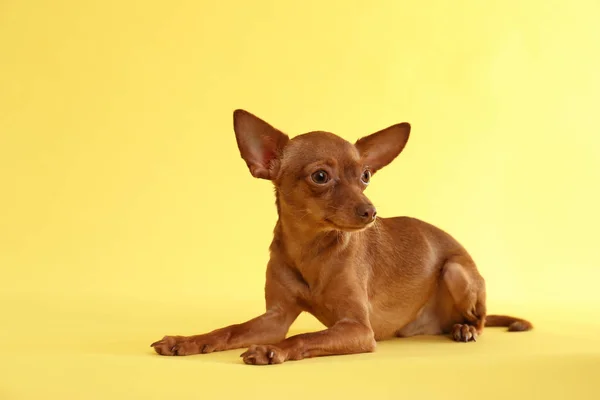 Χαριτωμένο τεριέ στο χρώμα φόντου. Οι εγχώριες σκύλος — Φωτογραφία Αρχείου