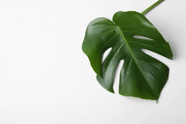 Hoja de planta de monstera tropical sobre fondo blanco, vista superior — Foto de Stock