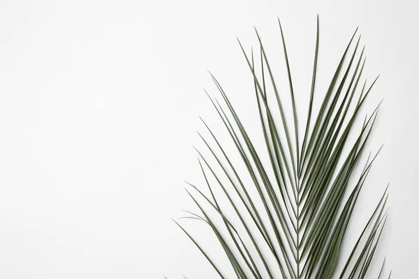 Hoja de palmera tropical sobre fondo blanco, vista superior — Foto de Stock