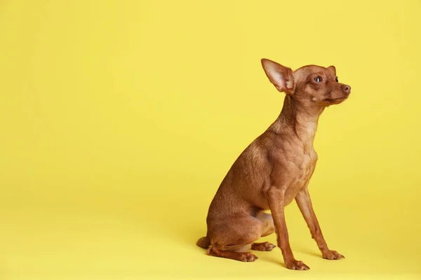 Aranyos toy terrier a színes háttér, szöveg adható. Belföldi kutya — Stock Fotó