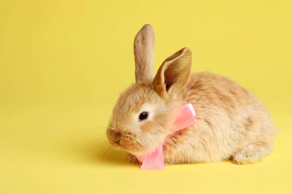 Adorável peludo coelho da Páscoa com laço bonito no fundo de cor, espaço para texto — Fotografia de Stock