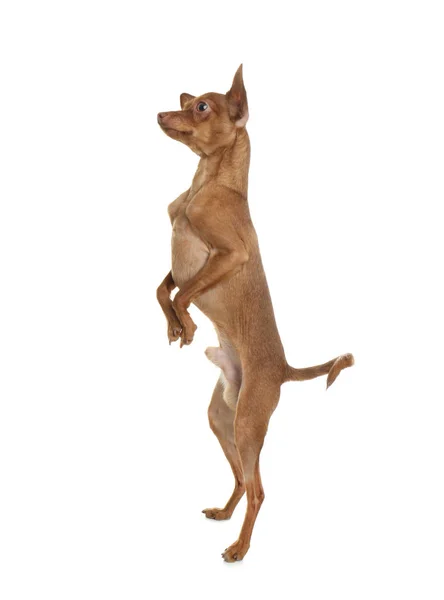 可爱的玩具犬站在后腿对白色背景。家养狗 免版税图库照片