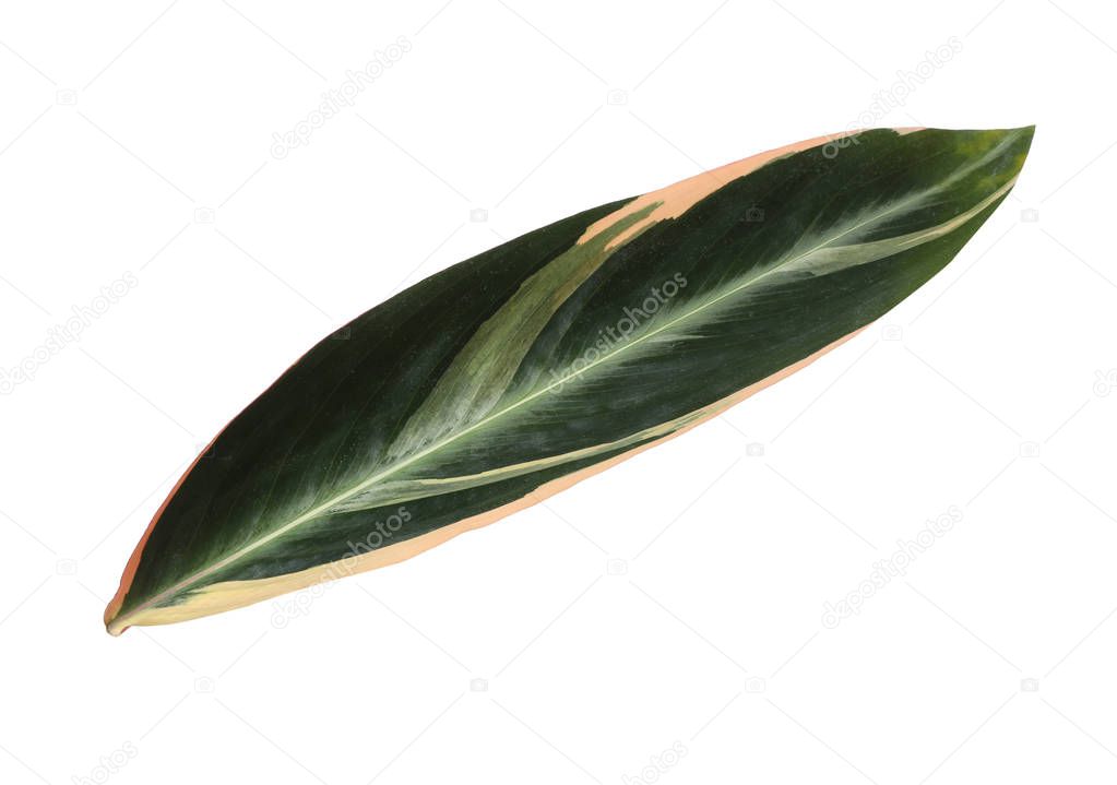 Leaf of tropical stromanthe plant isolated on white