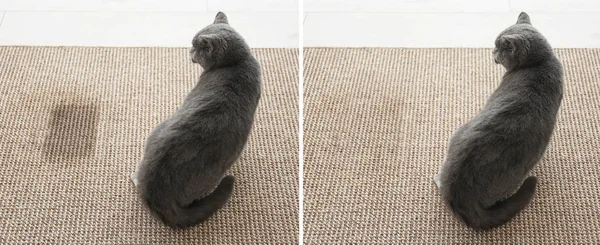 Kissa istuu lähellä märkää kohtaa. Matto ennen puhdistusta ja sen jälkeen — kuvapankkivalokuva