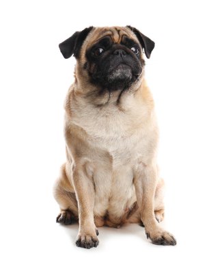 Beyaz izole mutlu sevimli pug köpek