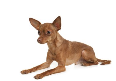 Beyaz izole şirin oyuncak korkunç. Yerli köpek