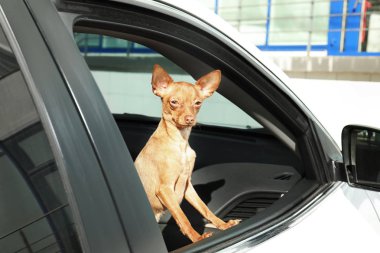 Şirin oyuncak korkunç araba pencereden dışarı bakıyor. Yerli köpek
