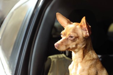 Şirin oyuncak korkunç araba pencereden dışarı bakıyor. Yerli köpek