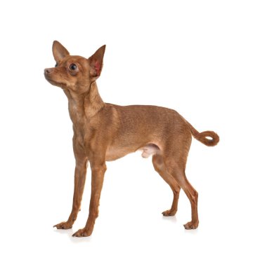 Beyaz izole şirin oyuncak korkunç. Yerli köpek