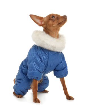 Şirin oyuncak korkunç sıcak giysiler üzerinde beyaz izole. Yerli köpek