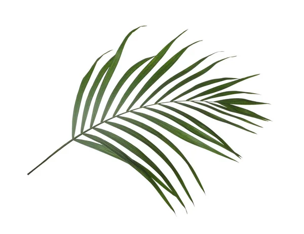 stock image Leaf of tropical palm tree isolated on white