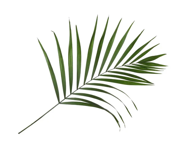 Hoja de palmera tropical aislada en blanco — Foto de Stock