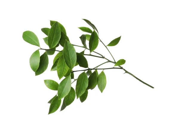 Oddział tropikalnych roślin cytrusowych z liści na białym tle — Zdjęcie stockowe