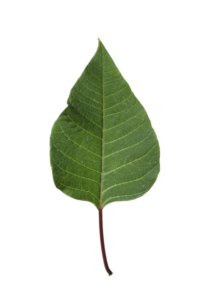 Leaf of tropical poinsettia plant isolated on white