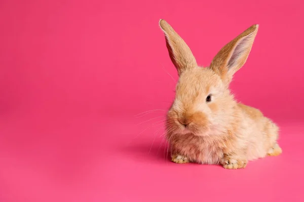 可爱的毛茸茸的复活节兔子在颜色背景, 文本的空间 — 图库照片