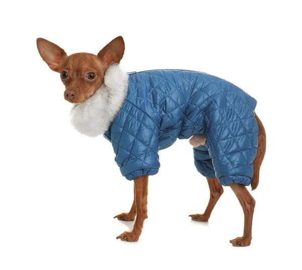 Lindo juguete terrier en ropa de abrigo aislado en blanco. Perro doméstico —  Fotos de Stock