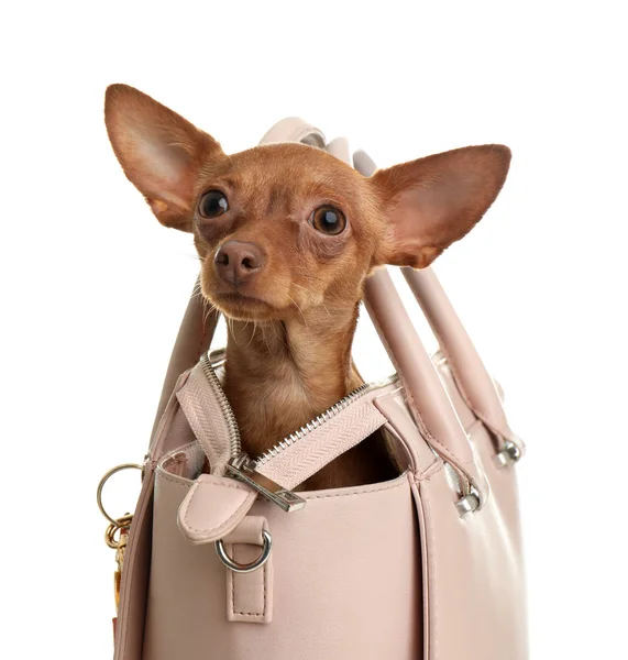 Niedliche Spielzeug Terrier in weiblicher Handtasche isoliert auf weiß. Haushund — Stockfoto
