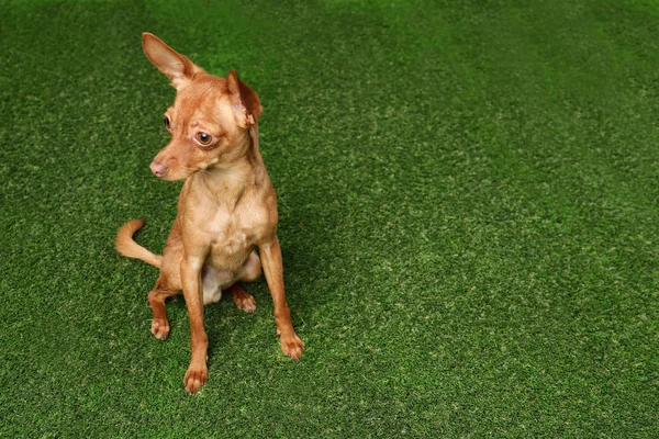 Cute toy terrier on artificial grass, space for text. Domestic dog — Stock Photo, Image