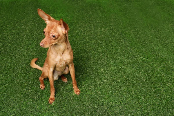 Suni çim, metin için yer üzerinde şirin oyuncak korkunç. Yerli köpek — Stok fotoğraf