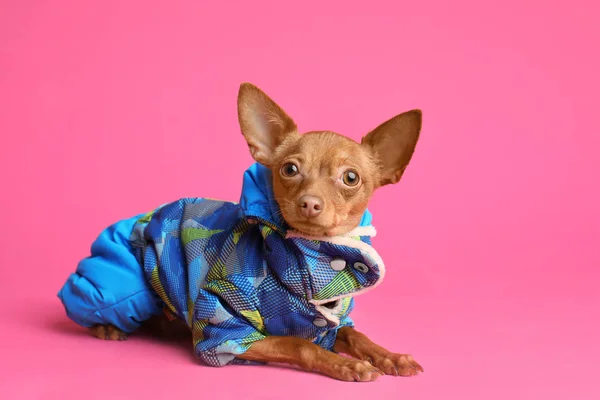 可爱的玩具狗在温暖的衣服在颜色背景。家养狗 — 图库照片