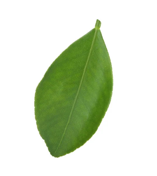 Frisches grün-oranges Blatt isoliert auf weiß — Stockfoto
