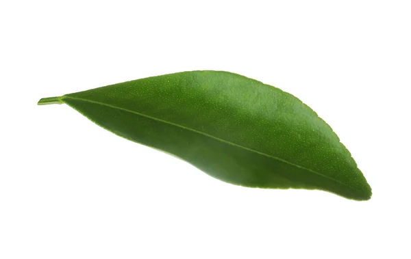 Färsk grön orange blad isolerad på vit — Stockfoto