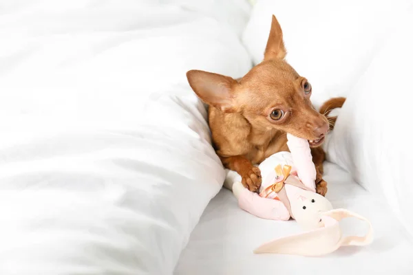 Cute toy terrier na łóżku. Pies — Zdjęcie stockowe