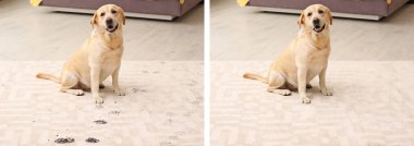Köpek ile çamurlu pençe oturan halı üzerinde yazdırır. Önce ve sonra Temizleme