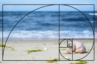 Fibonacci spiral ve kum plajındaki deniz kabuğu. Altın oran kavramı 