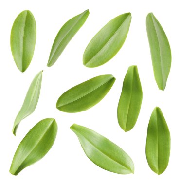 Beyaz arka plan üzerinde tropikal Yeşil orkide yaprakları kümesi