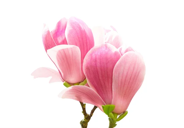 Όμορφα ανθισμένα λουλούδια magnolia σε λευκό φόντο — Φωτογραφία Αρχείου