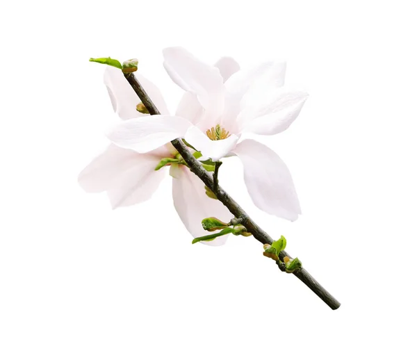 Belles fleurs de magnolia en fleurs sur fond blanc — Photo